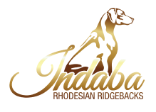 Indaba logo featuring a Rhodesian Ridgeback.