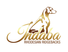 Indaba logo featuring a Rhodesian Ridgeback.