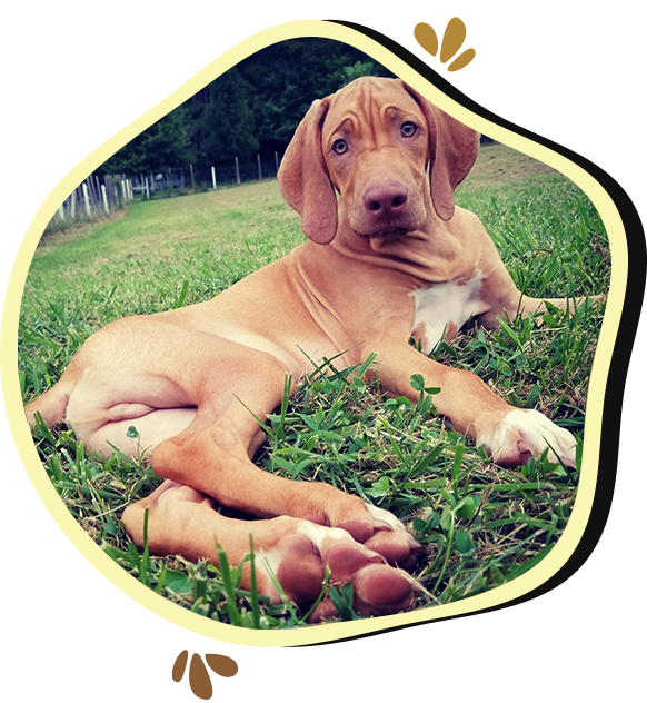 A dog laying in the grass with its head on his paws.