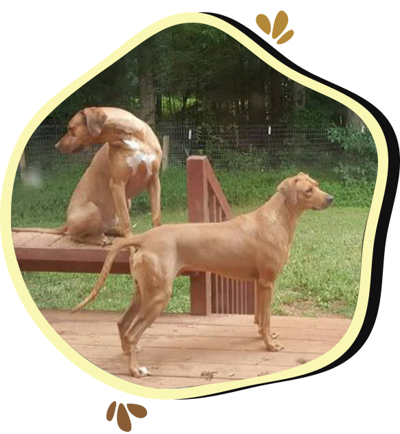 Two dogs sitting on a bench in the grass.