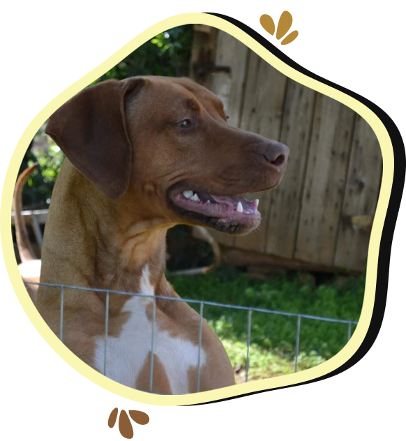 A brown and white dog is looking over the fence.