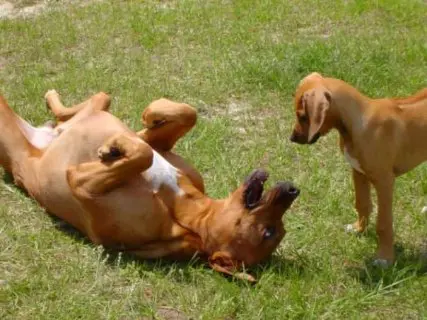 A dog and puppy playing in the grass.