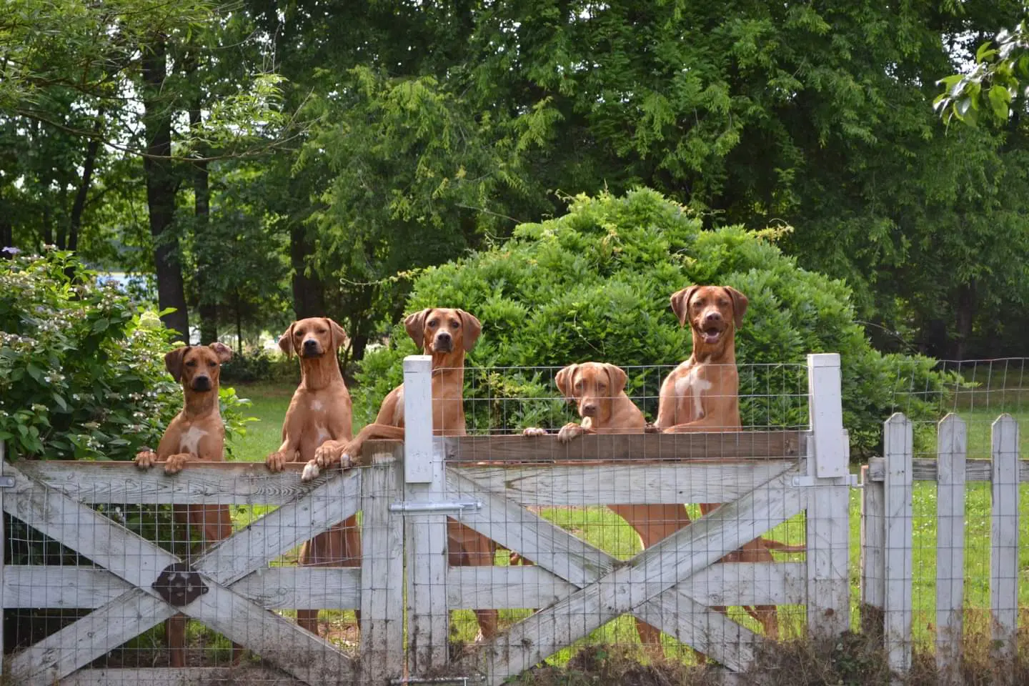 A group of dogs sitting on top of a fence.