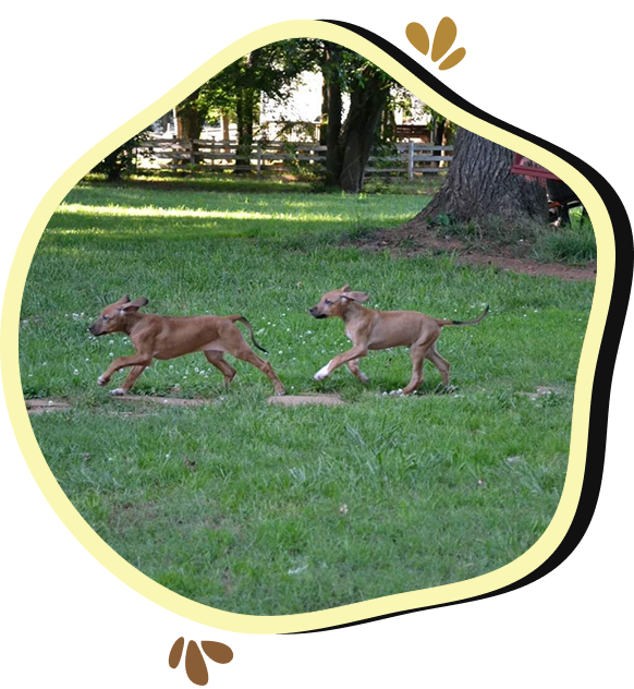 Two dogs running in a field near a tree.