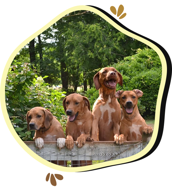 Three dogs sitting on a fence in the woods.