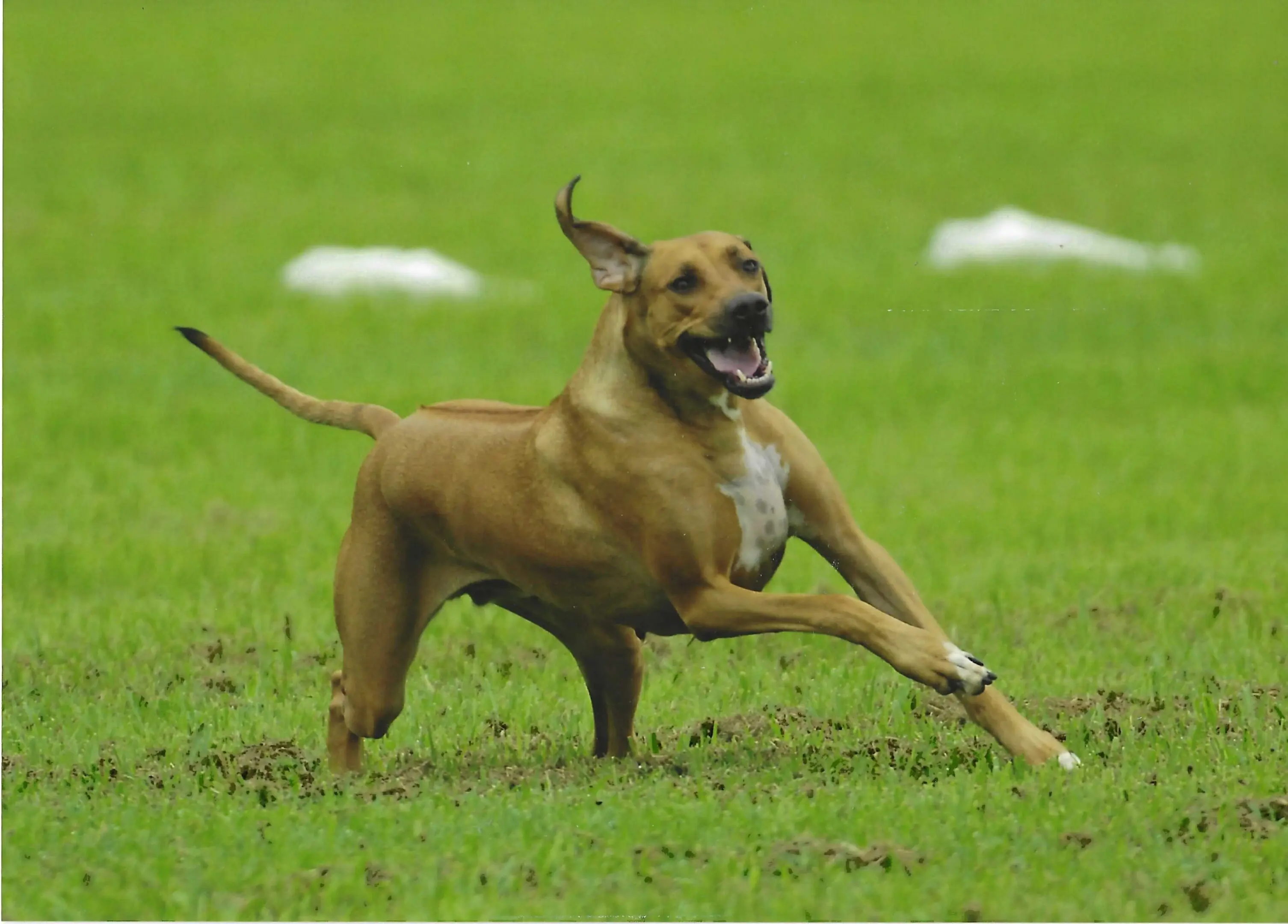 A Dog Running On A Green Color Ground