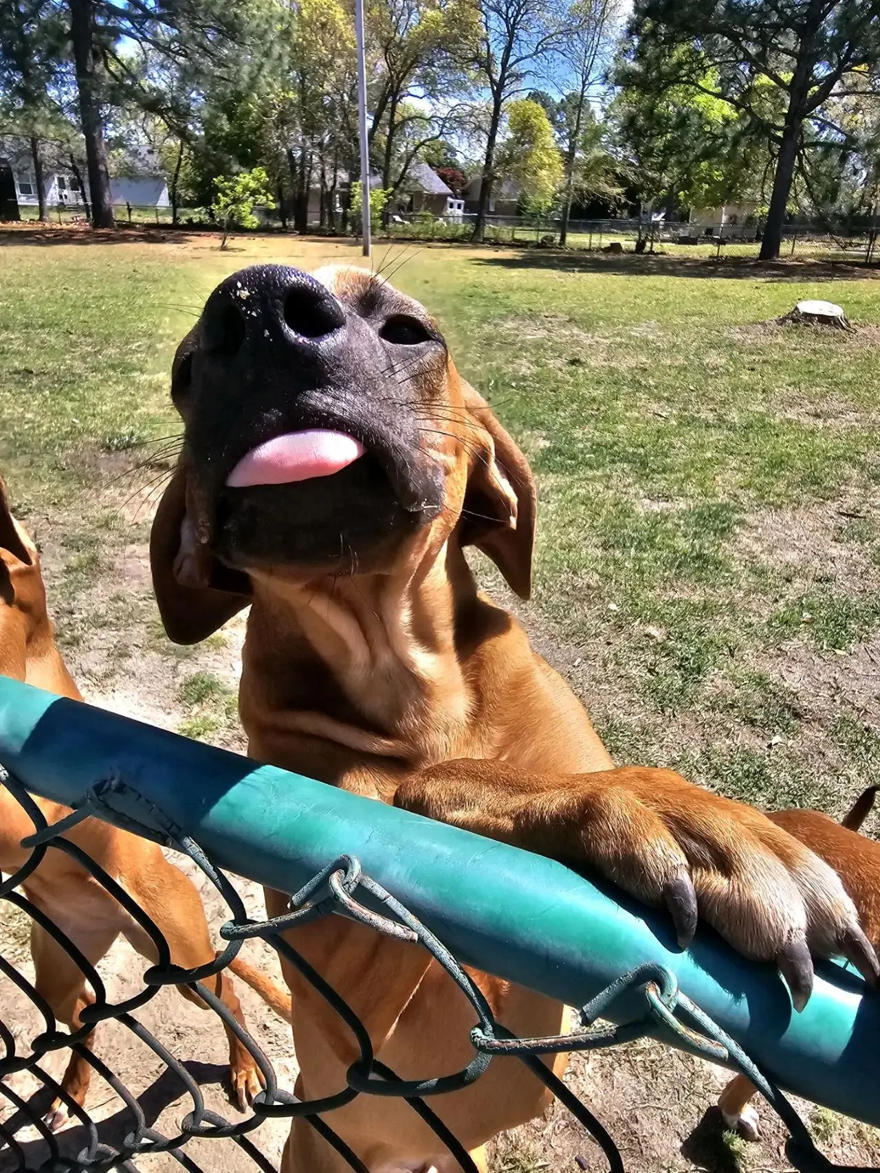 A dog is sitting on top of a chain link fence.